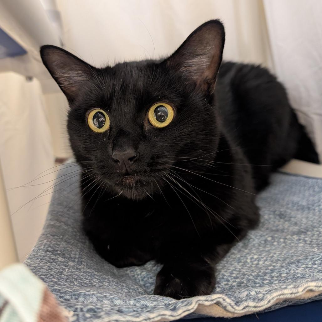 Enlarge Pinky, a Adoptable mixed breed in Sonoma, CA image 4/6