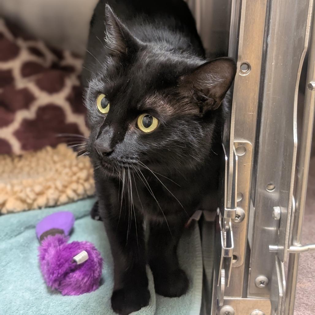 Enlarge Pinky, a Adoptable mixed breed in Sonoma, CA image 6/6