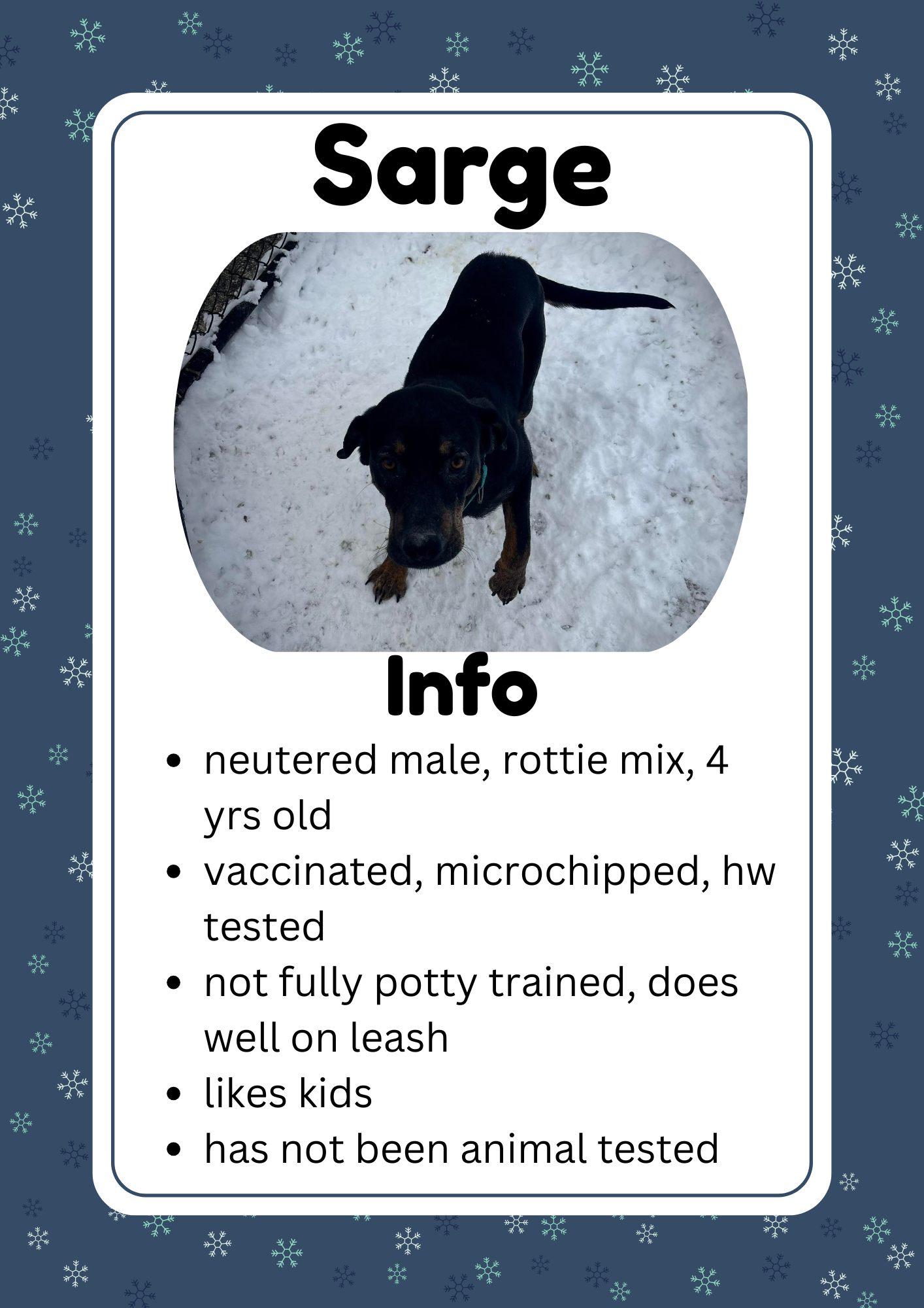 Enlarge Sarge, a ADOPTABLE Mixed Breed in Greensburg, IN image 1/1