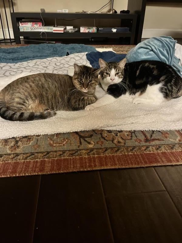 Lizzie, Adoptable, Adult Female Tabby & Domestic Short Hair.