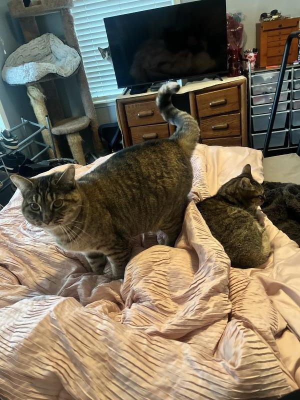 Enlarge Lizzie, a Adoptable mixed breed in Sunnyvale, CA image 2/2