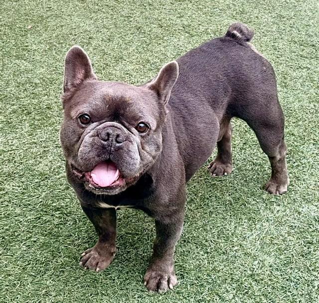 CANELO, Adoptable, Adult Male French Bulldog.