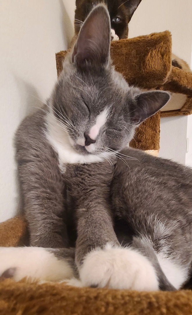 Erin & Armin *BONDED PAIR*, a Adoptable Domestic Short Hair in Puyallup, WA image 5/6