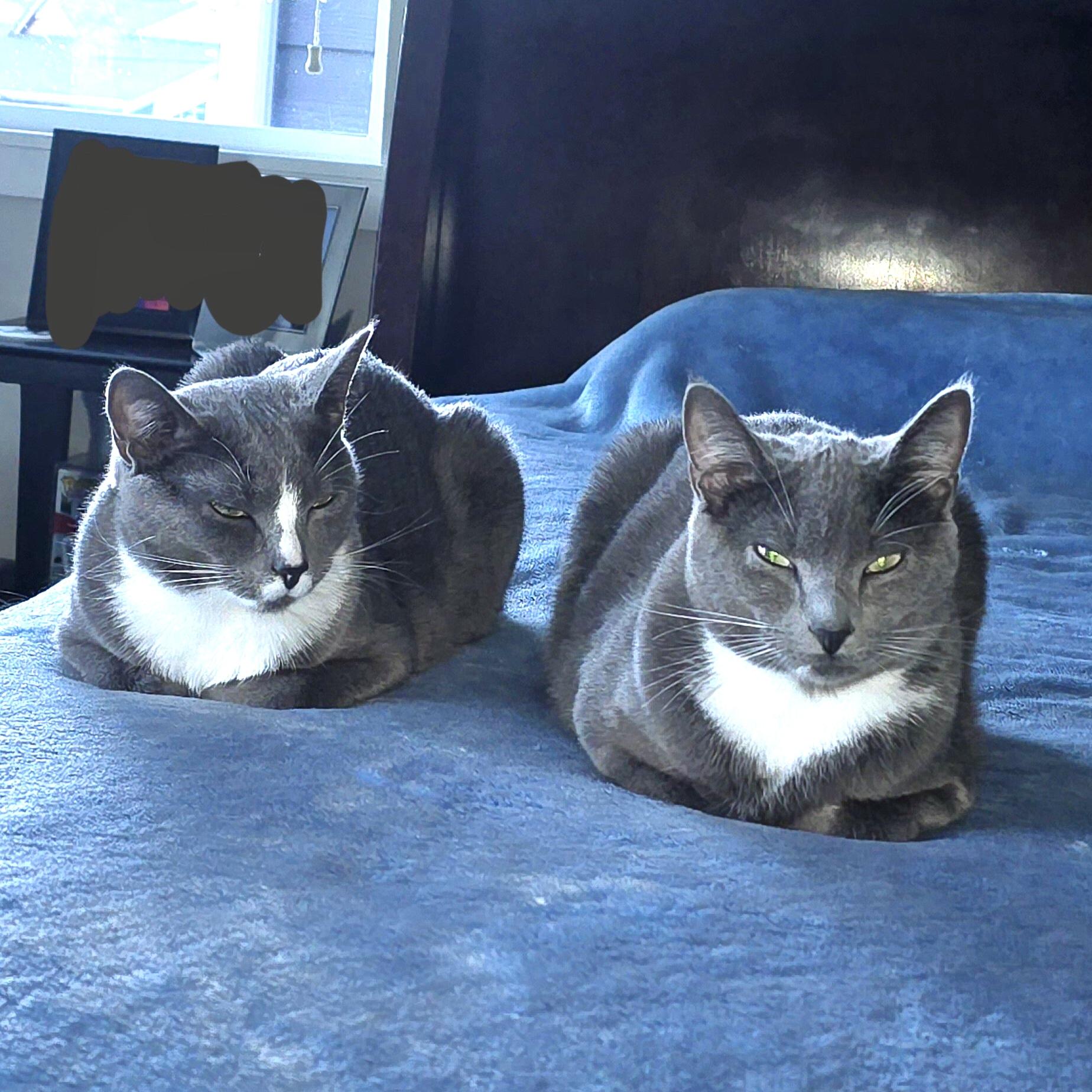 Erin & Armin *BONDED PAIR*, Adoptable, Kitten Male Domestic Short Hair.