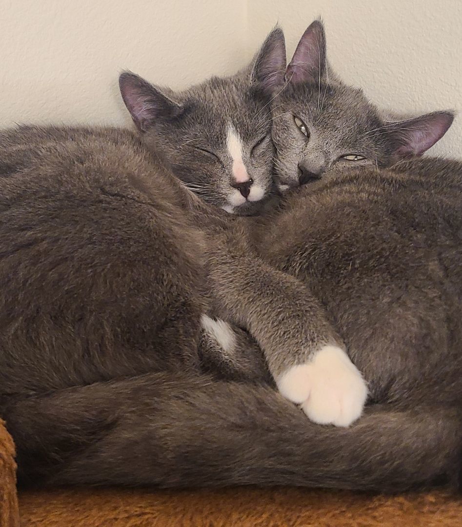 Erin & Armin *BONDED PAIR*, a Adoptable Domestic Short Hair in Puyallup, WA image 3/6