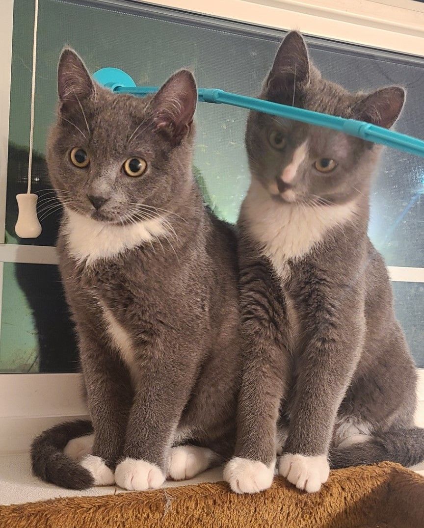 Erin & Armin *BONDED PAIR*, a Adoptable Domestic Short Hair in Puyallup, WA image 4/6