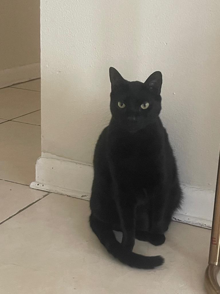 Beef, Adoptable, Adult Male Domestic Short Hair.