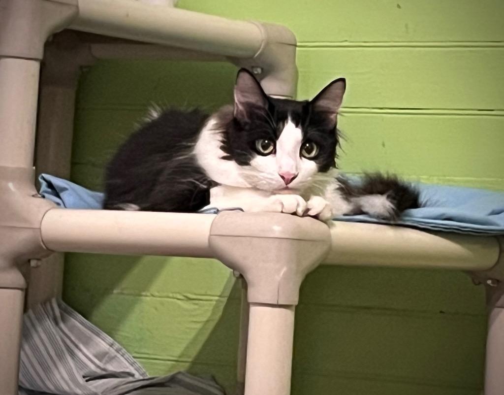 Cooky — thumbnail 2