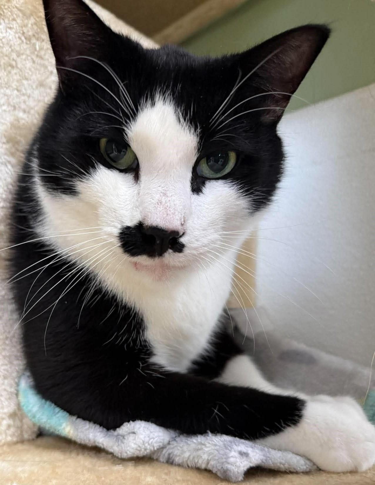 Enlarge Mustache, a Adoptable Domestic Short Hair in Springfield, VT image 1/3