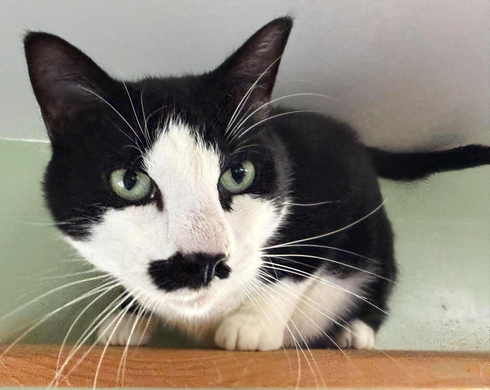 Enlarge Mustache, a Adoptable Domestic Short Hair in Springfield, VT image 3/3