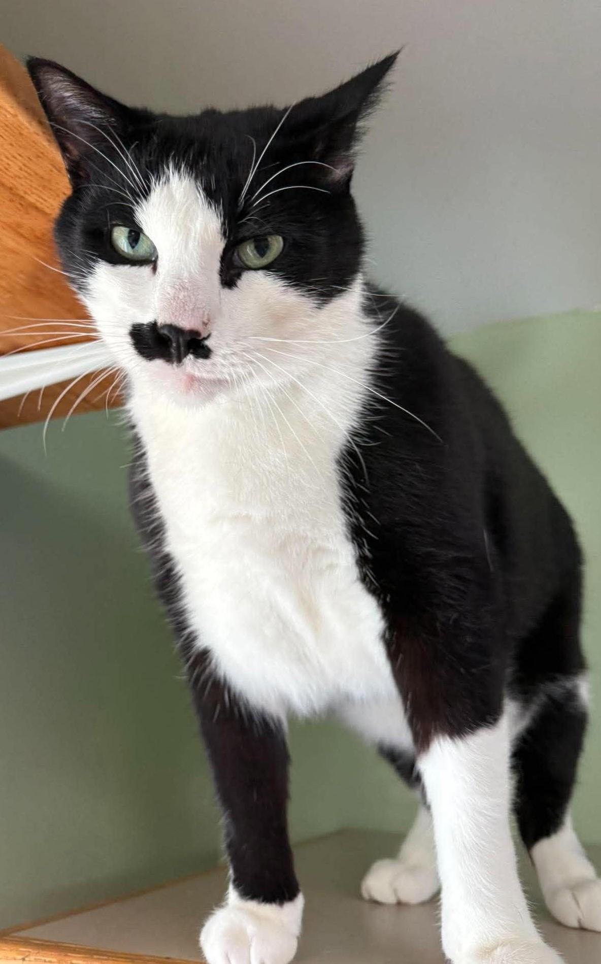 Enlarge Mustache, a Adoptable Domestic Short Hair in Springfield, VT image 2/3