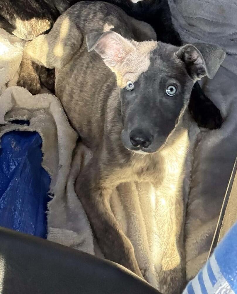 Rugrats Spike Located In thumbnail 2