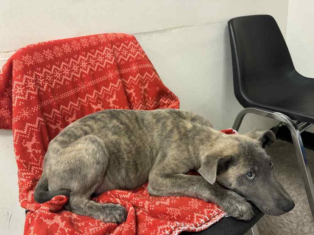 Rugrats Spike Located In thumbnail 3