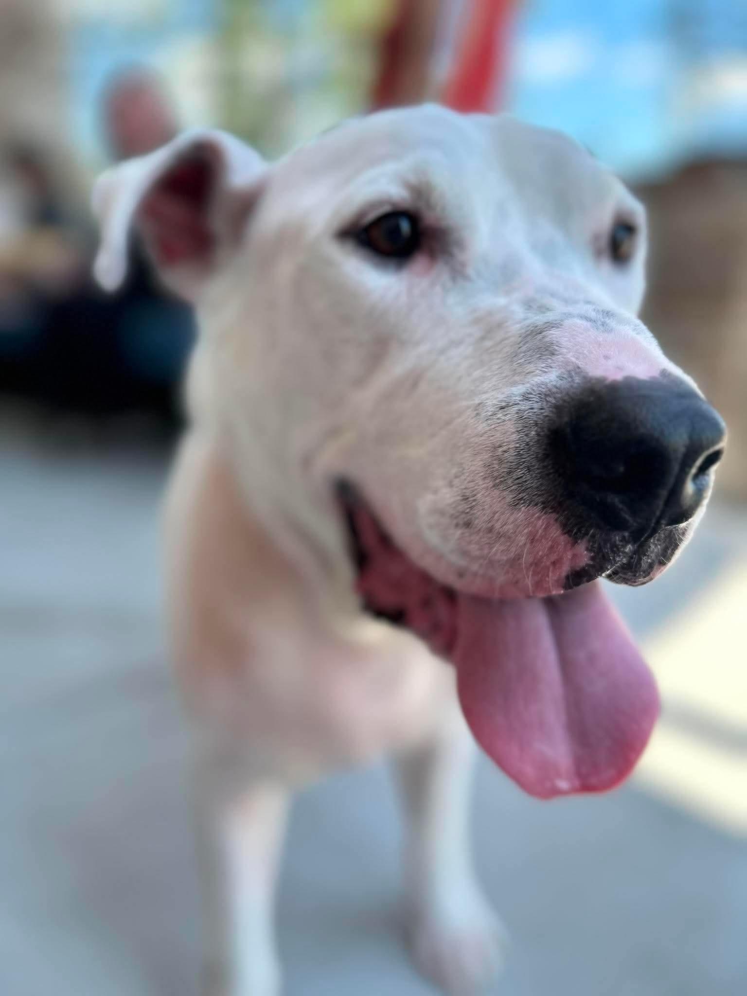 Doug, ADOPTABLE, Adult Male Mixed Breed & American Staffordshire Terrier.