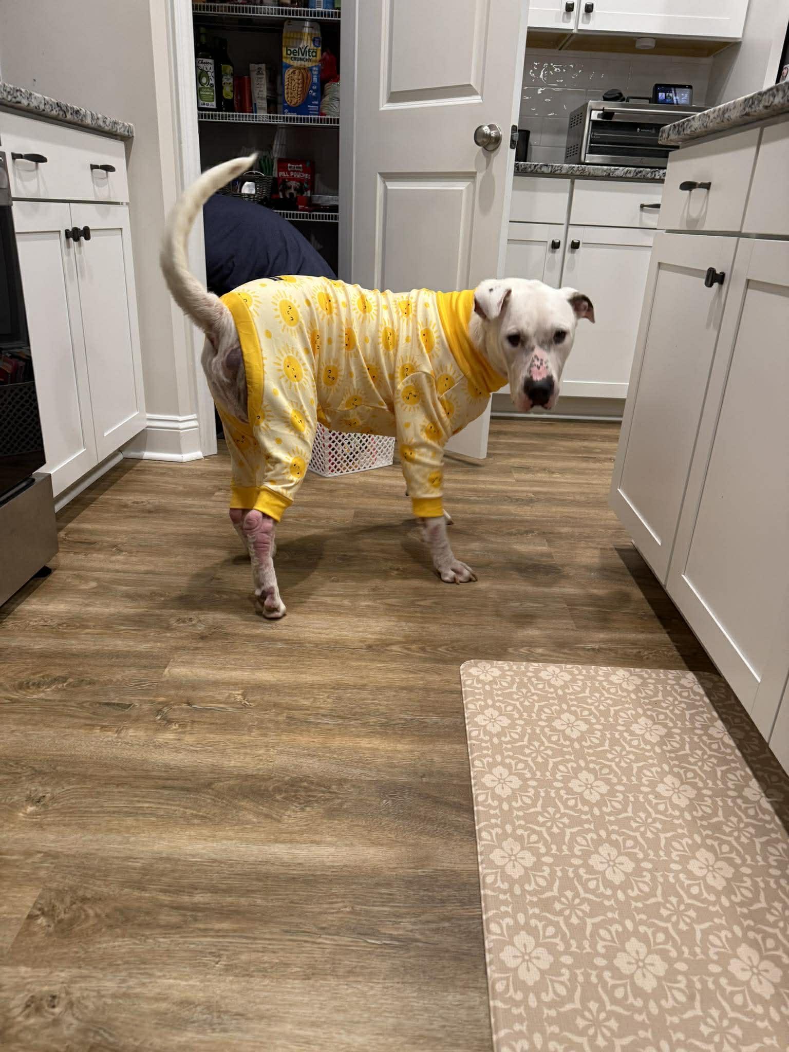 Enlarge Doug, a ADOPTABLE mixed breed in Raeford, NC image 5/5