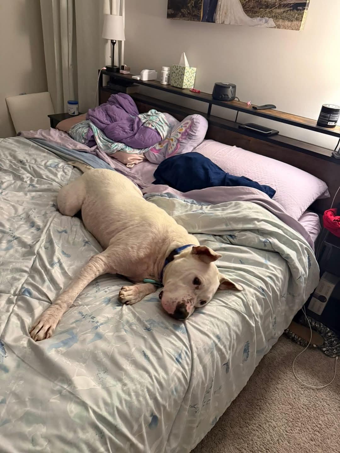 Enlarge Doug, a ADOPTABLE mixed breed in Raeford, NC image 2/5