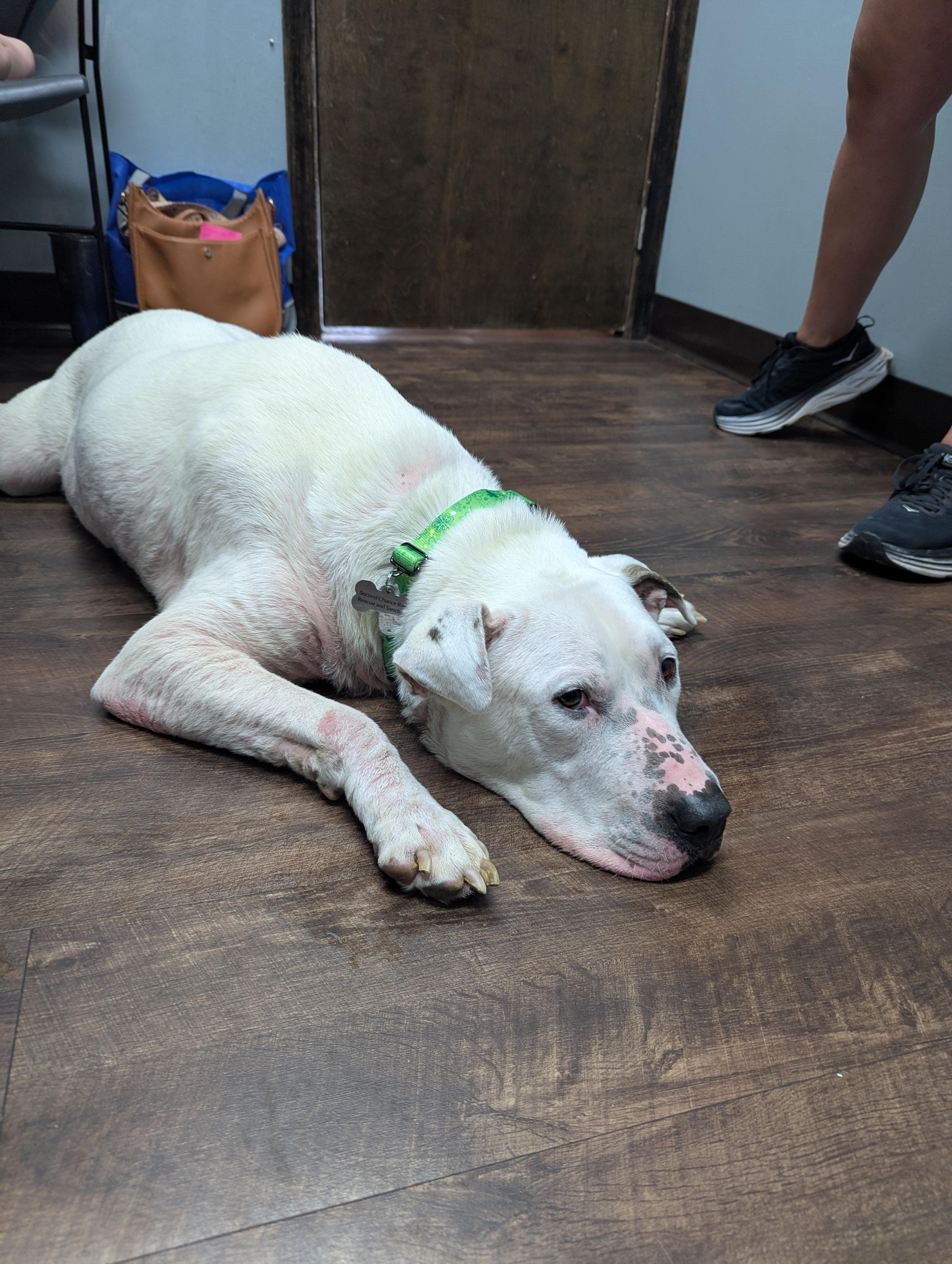 Enlarge Doug, a ADOPTABLE mixed breed in Raeford, NC image 3/5