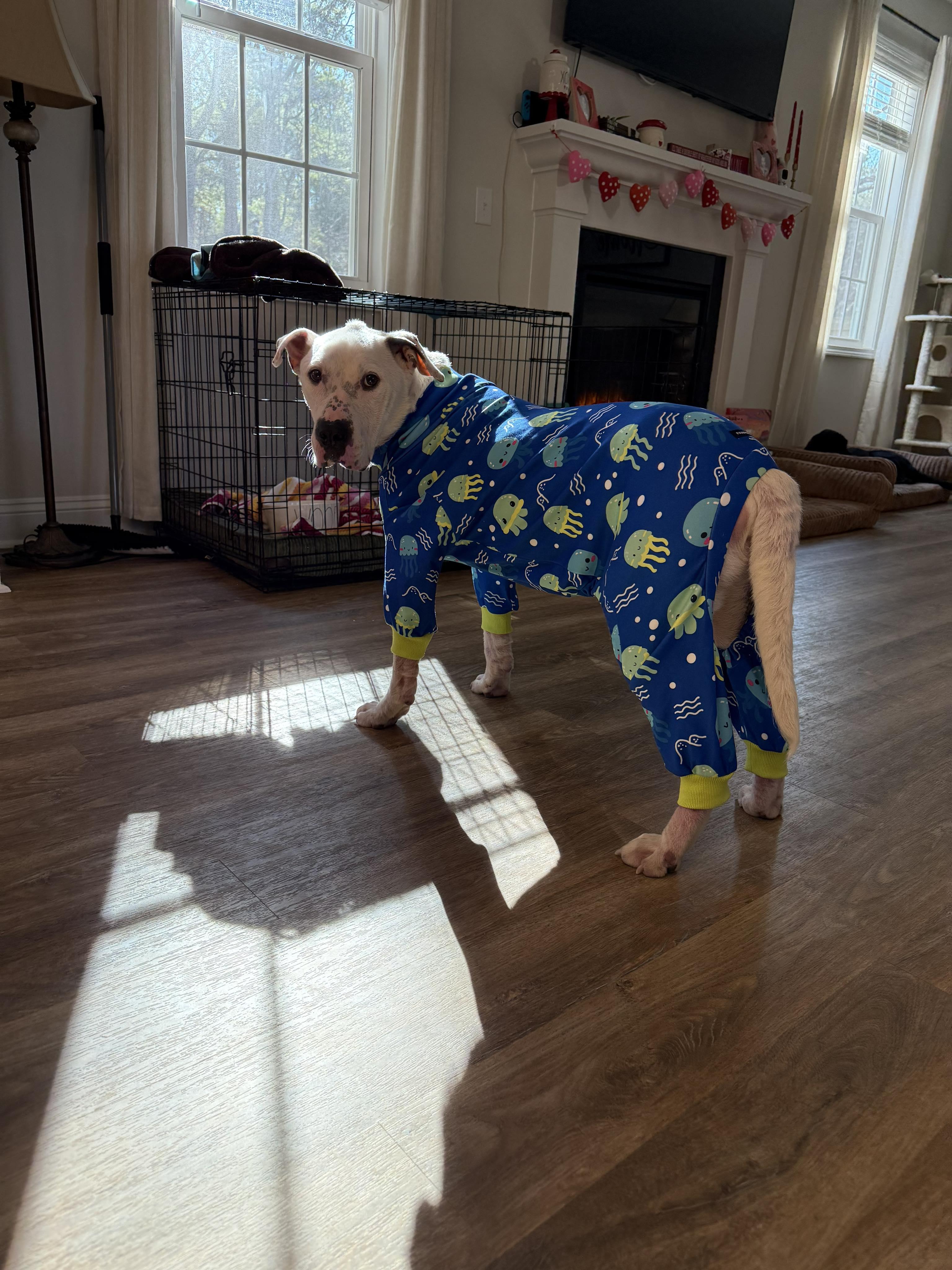 Doug, ADOPTABLE, Adult Male Mixed Breed.