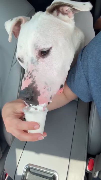 Enlarge Doug, a ADOPTABLE mixed breed in Raeford, NC video 4/5