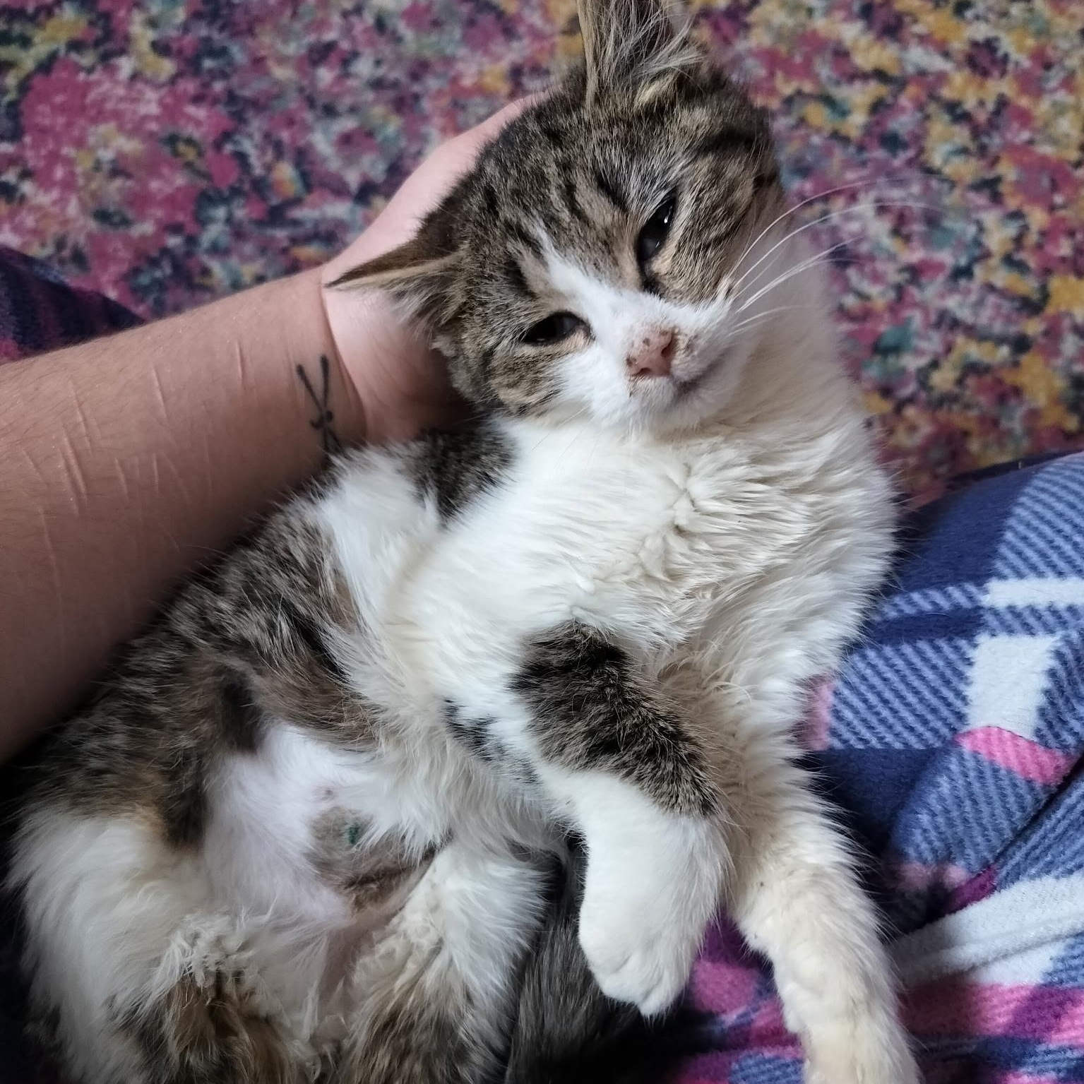 Enlarge Caroline , an adopted Domestic Short Hair in Syracuse, NY image 1/1