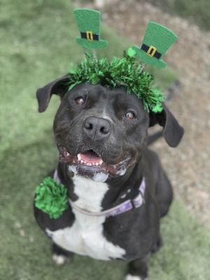 Maddie, a Adoptable mixed breed in Santa Paula, CA image 6/9