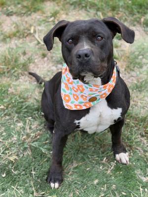 Maddie, Adoptable, Adult Female American Bulldog & Pit Bull Terrier.