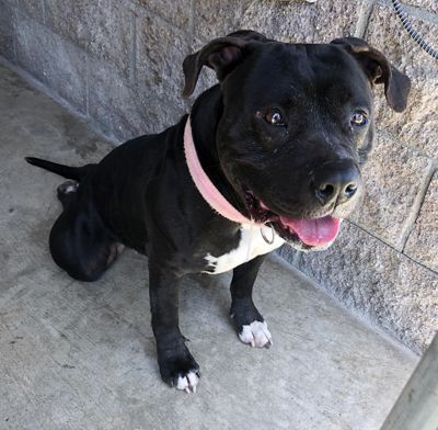 Enlarge Maddie, a Adoptable mixed breed in Santa Paula, CA image 8/9