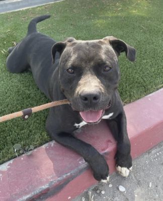 Maddie, a Adoptable mixed breed in Santa Paula, CA image 5/9