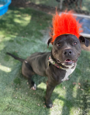 Maddie, Adoptable, Adult Female American Bulldog & Pit Bull Terrier.