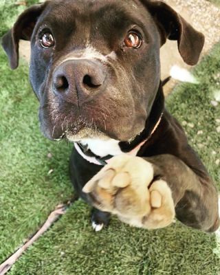 Enlarge Maddie, a Adoptable mixed breed in Santa Paula, CA image 7/9