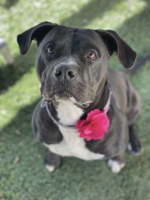 Enlarge Maddie, a Adoptable mixed breed in Santa Paula, CA image 9/9