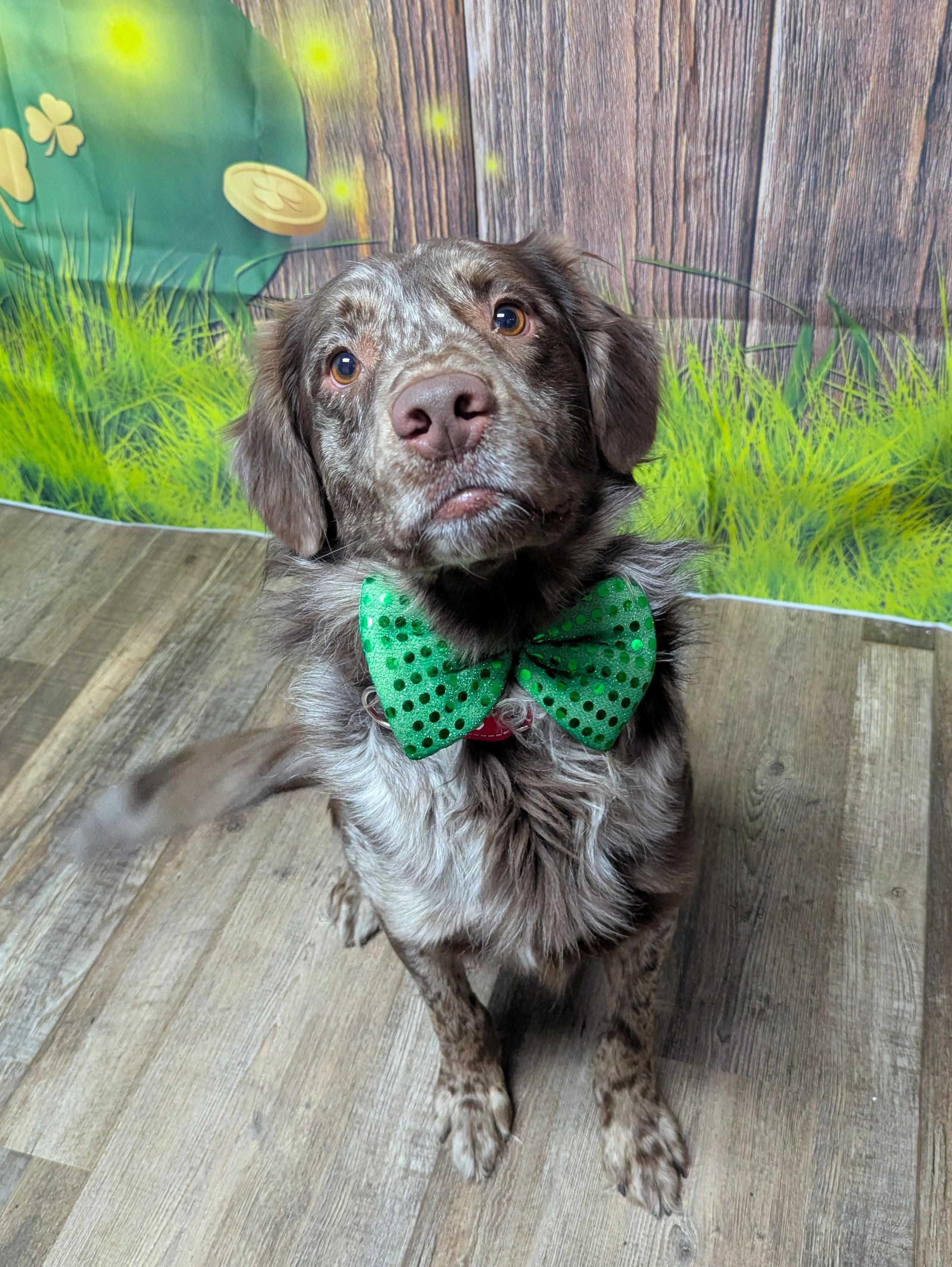 Enlarge Archer, an adopted Australian Shepherd in Oconto, WI image 1/2