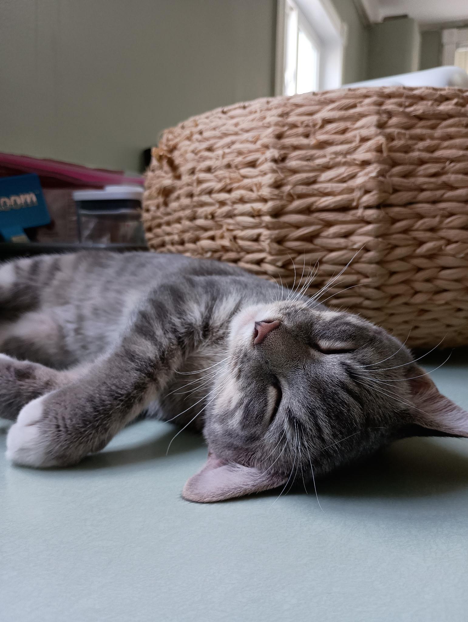 Enlarge Corncob, an adopted Domestic Short Hair in Wilder, KY image 1/1