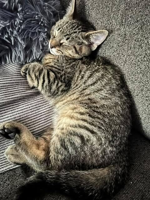 Gauge, ADOPTABLE, Kitten Male Domestic Short Hair.