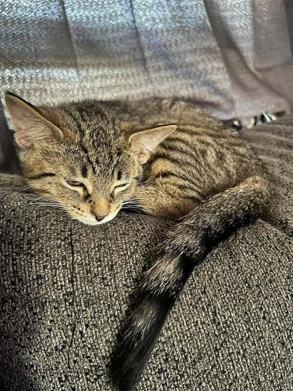 Enlarge Gauge, a ADOPTABLE Domestic Short Hair in Mississauga, ON image 2/2