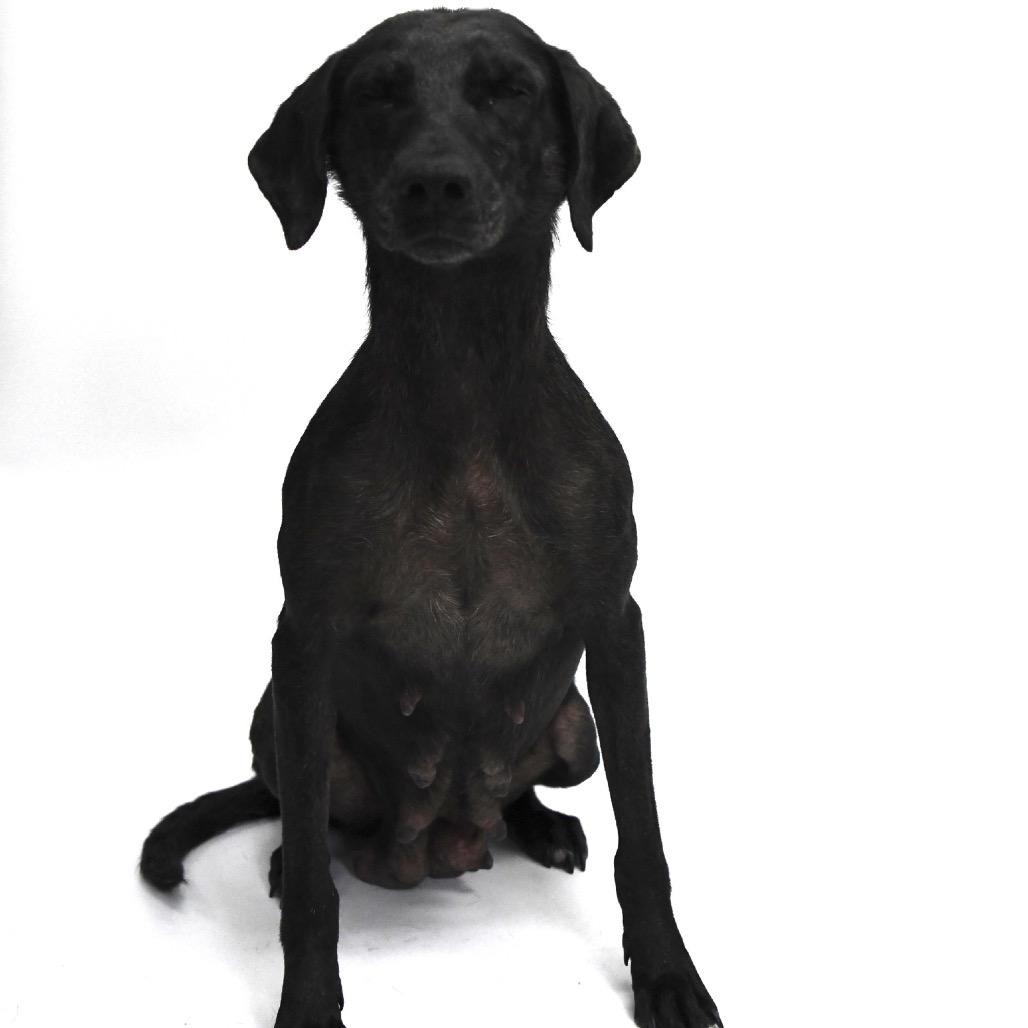Buffy, Adoptable, Adult Female Labrador Retriever.