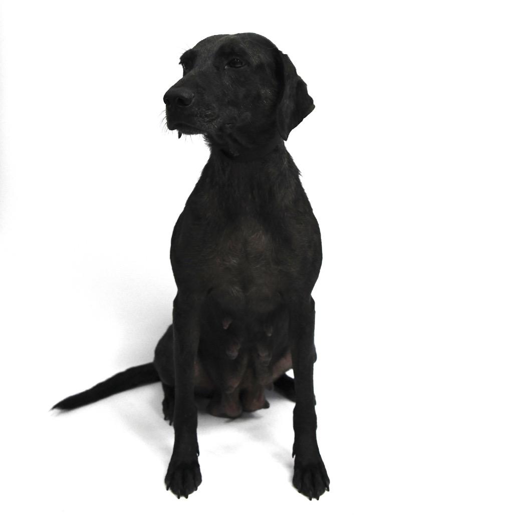 Buffy, a Adoptable Labrador Retriever in Starkville, MS image 2/6