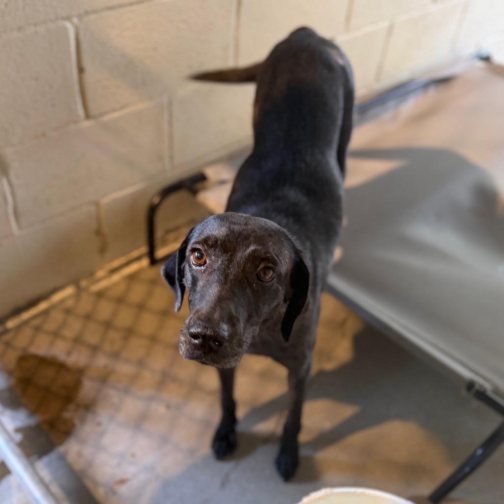 Buffy, a Adoptable Labrador Retriever in Starkville, MS image 3/6
