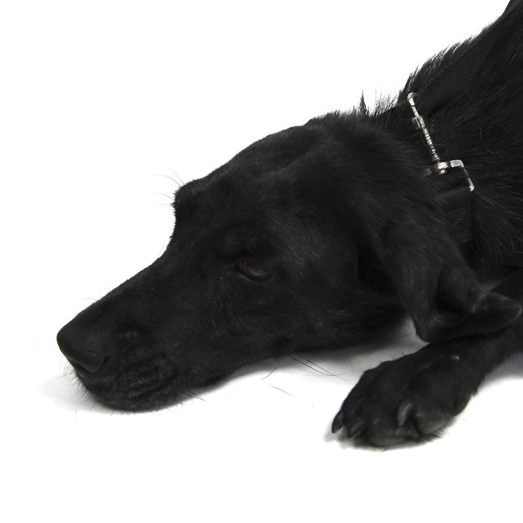 Buffy, a Adoptable Labrador Retriever in Starkville, MS image 4/6