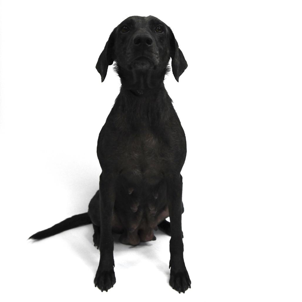 Buffy, a Adoptable Labrador Retriever in Starkville, MS image 5/6