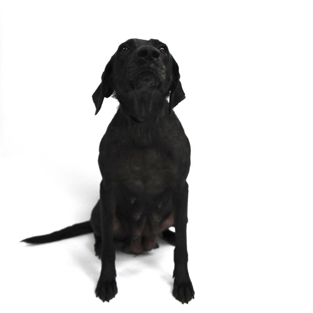 Buffy, a Adoptable Labrador Retriever in Starkville, MS image 6/6