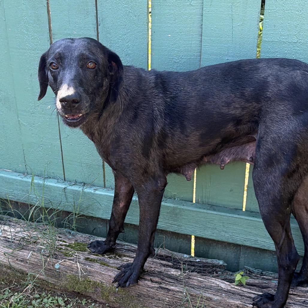 Enlarge Buffy, a Adoptable Labrador Retriever in Starkville, MS image 6/6