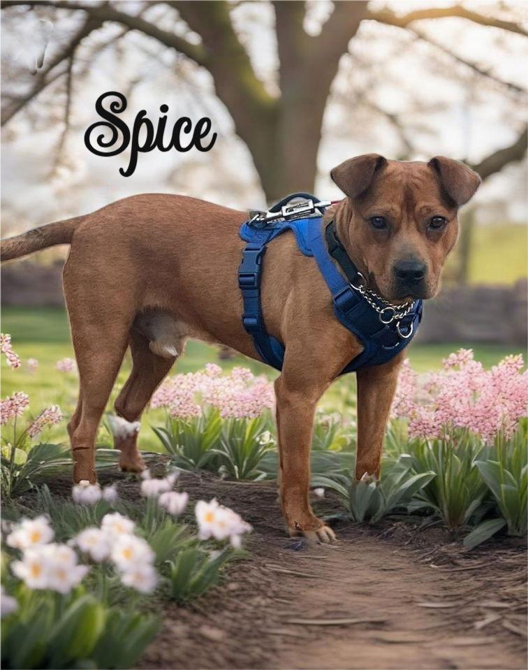 Enlarge Spice, a Adopted mixed breed in Palm Harbor, FL image 1/2