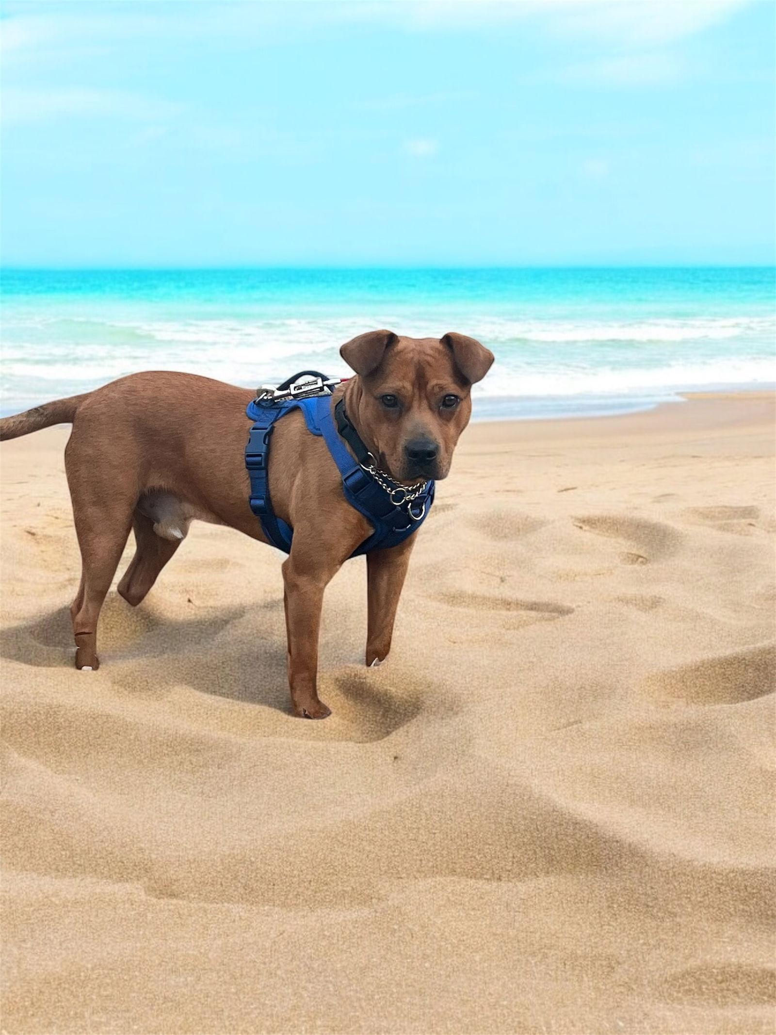 Enlarge Spice, a Adopted mixed breed in Palm Harbor, FL image 2/2