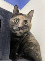 Cous Cous 43888, an adoptable Domestic Short Hair in Oklahoma City, OK, 73113 | Photo Image 1