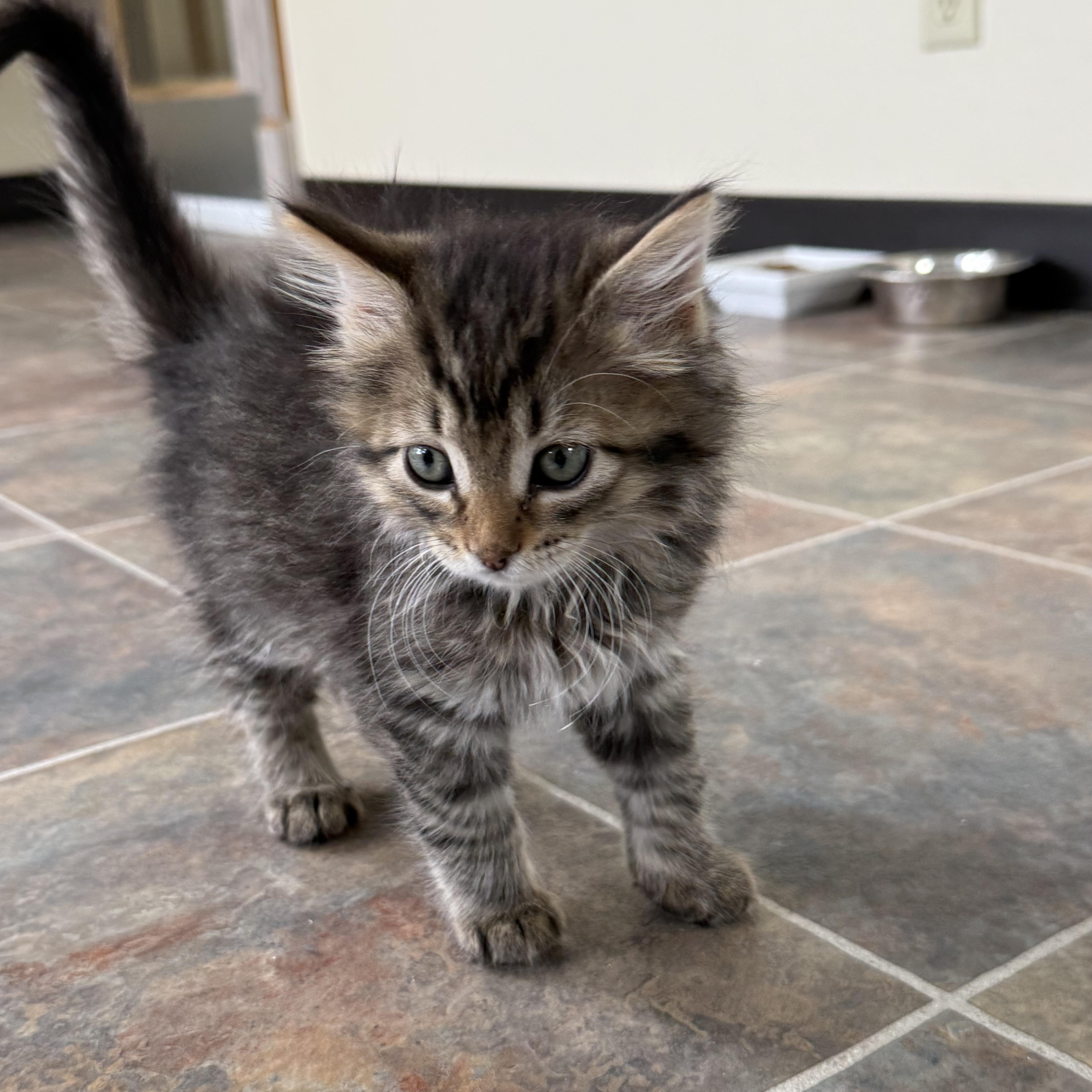 Yahtzee, adopted, Kitten Male Domestic Long Hair.