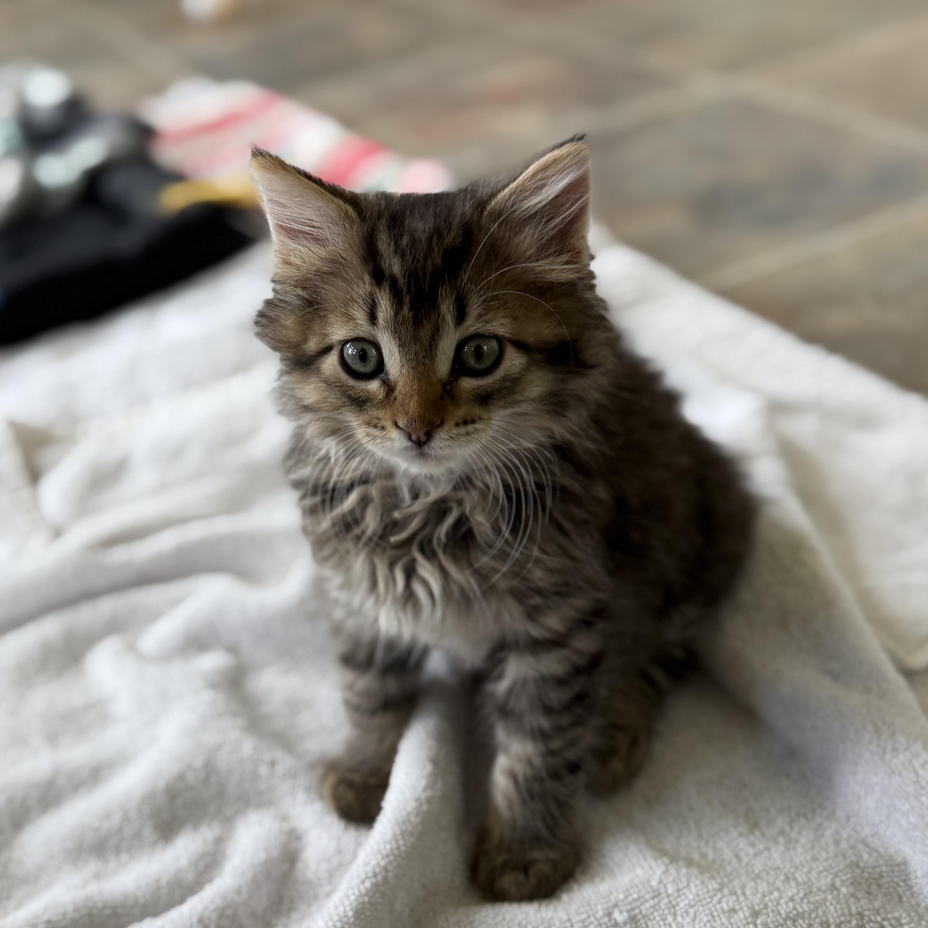Enlarge Yahtzee, an adopted Domestic Long Hair in Ridgway, CO image 3/4