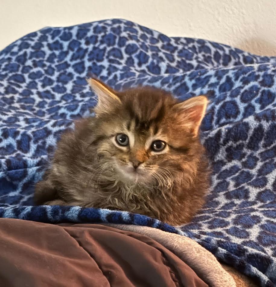 Enlarge Yahtzee, an adopted Domestic Long Hair in Ridgway, CO image 4/4