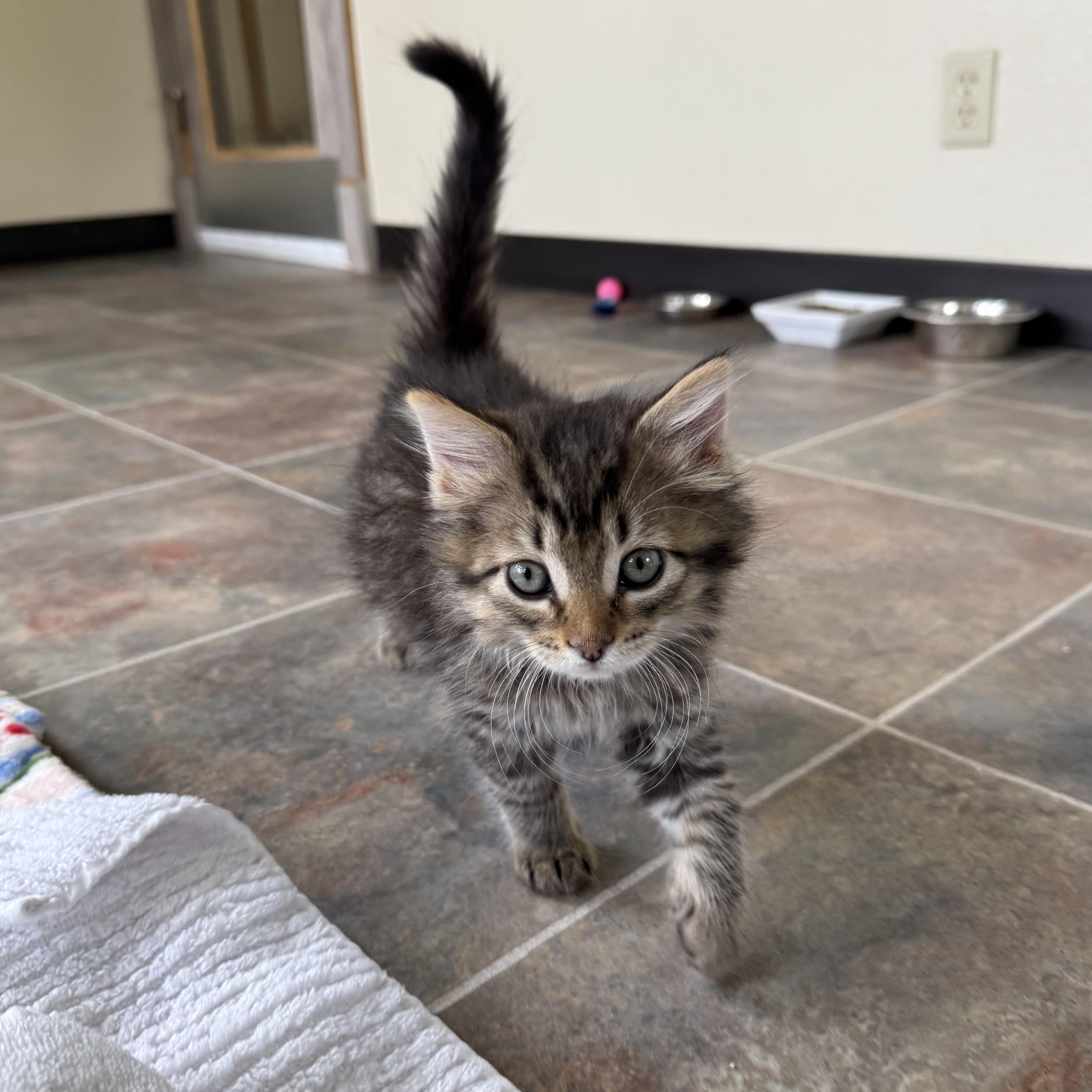 Enlarge Yahtzee, an adopted Domestic Long Hair in Ridgway, CO image 2/4