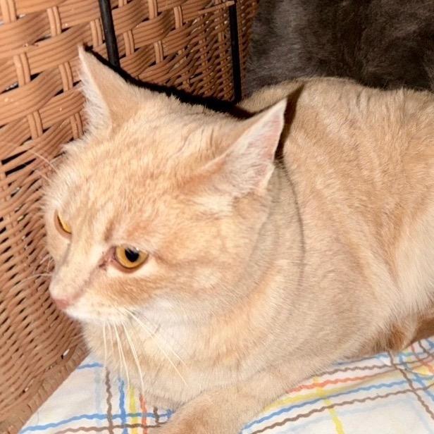 Brie, Adoptable, Adult Female Domestic Short Hair.